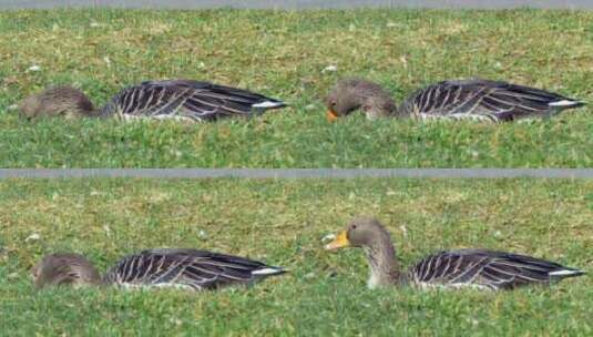 在草地上觅食的鸟类高清在线视频素材下载