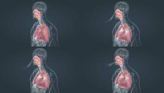 上呼吸道肺呼吸肺活量深呼吸医学人体器官高清在线视频素材下载