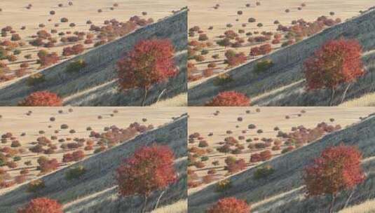 内蒙古代钦塔拉五角枫秋季风光高清在线视频素材下载