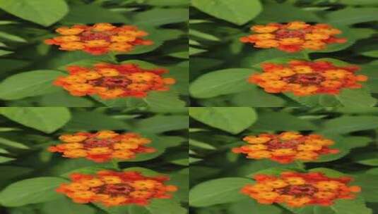 橙色花朵高清在线视频素材下载