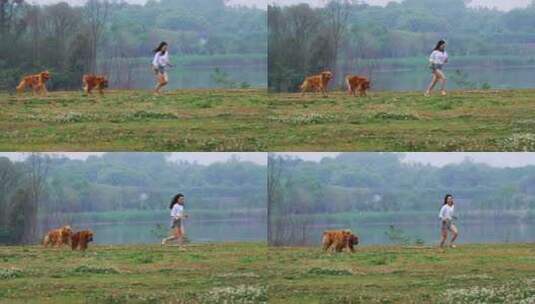 美女和宠物犬金毛狗在春天鲜花草地湖边奔跑高清在线视频素材下载