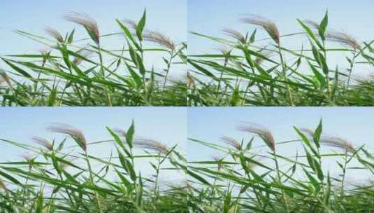 竖屏花草植物素材——芦苇高清在线视频素材下载
