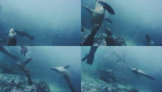 海里游泳的海豹高清在线视频素材下载