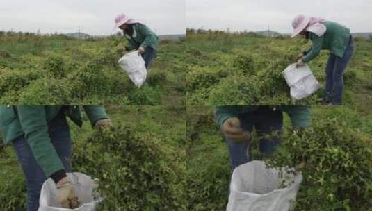 草药种植采摘高清在线视频素材下载