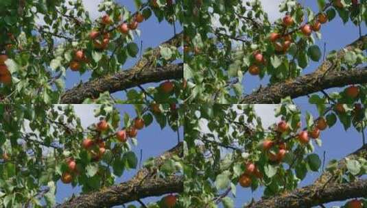 4K果园树枝上成熟的杏子高清在线视频素材下载