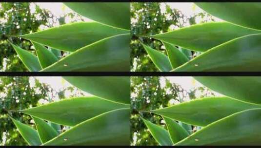 多汁自然龙舌兰植物叶片芦荟高清在线视频素材下载