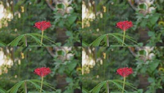 树丛中的一株红色花朵高清在线视频素材下载