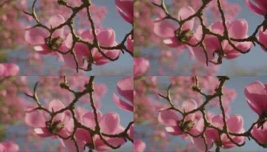 随风摇曳的粉色花朵高清在线视频素材下载