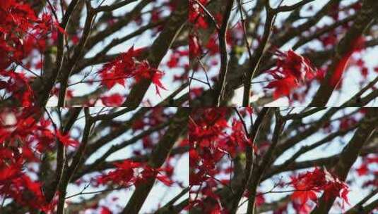 微风中的日本枫树高清在线视频素材下载