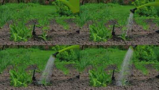 在花园里给植物浇水高清在线视频素材下载