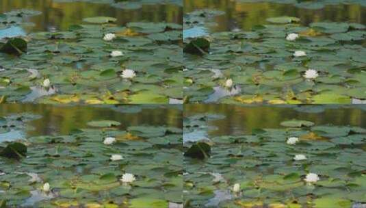 池塘里美丽的睡莲 (2)高清在线视频素材下载