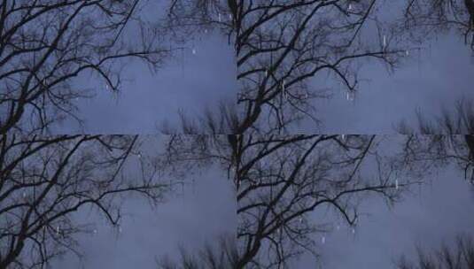 冬夜里闪烁的树灯高清在线视频素材下载