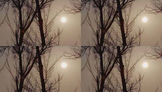 【空镜】4K自然冬季枯树枝天空太阳仰拍逆光高清在线视频素材下载