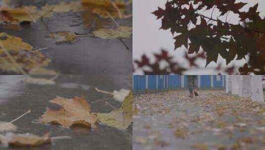 秋天落叶 秋季雨季雨后落叶 枫叶枯叶高清在线视频素材下载