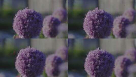 蜜蜂与紫色的花朵球高清在线视频素材下载