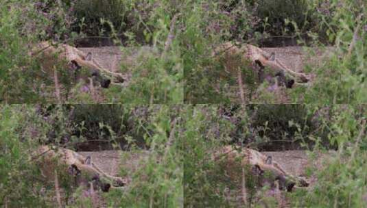 正在休息的鬣狗高清在线视频素材下载