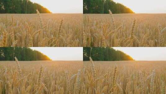 成熟的麦子在阳光下高清在线视频素材下载