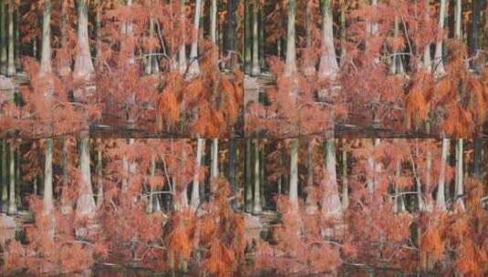 秋天漂浮在湖面上的红杉树高清在线视频素材下载