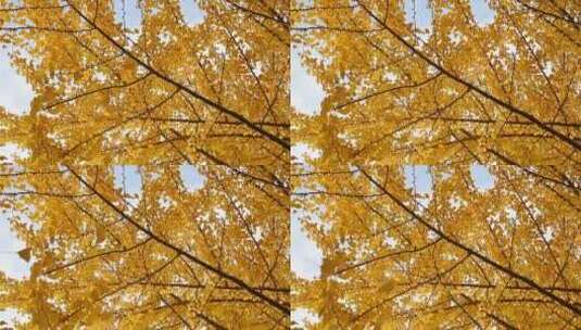 秋天仰拍金黄色银杏树叶飘落慢镜头高清在线视频素材下载