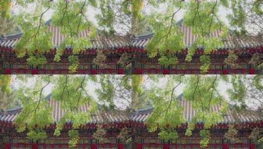 8k实拍北京故宫紫禁城庭院高清在线视频素材下载
