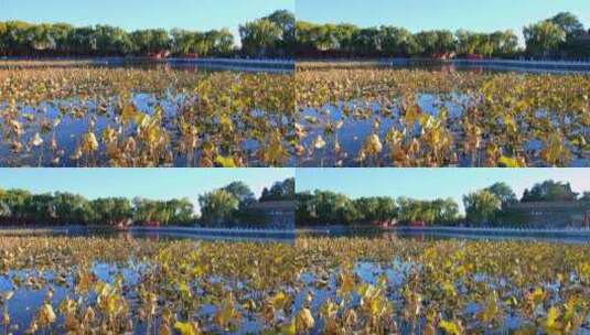 北海公园秋天蓝天倒映金黄色荷叶视频素材高清在线视频素材下载
