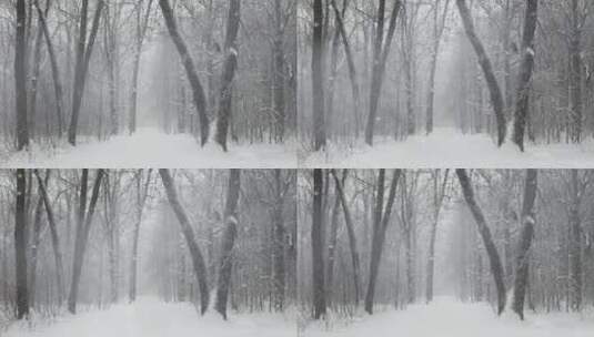 大自然冬天下雪的树林树木高清在线视频素材下载