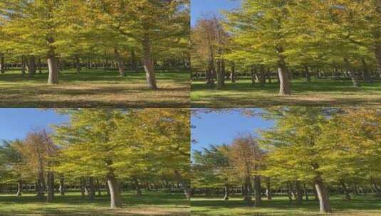 济南森林公园，秋季景色树叶金黄高清在线视频素材下载