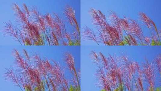 蓝天风吹过红色的芦苇高清在线视频素材下载