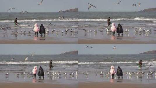 威海金海滩海水浴场喂海鸥的游客高清在线视频素材下载