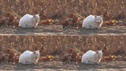 4K冬日阳光下的野猫-可爱白猫趴卧草地高清在线视频素材下载