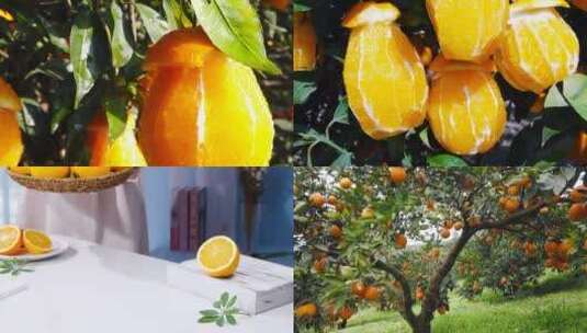 新鲜橙子合集高清在线视频素材下载