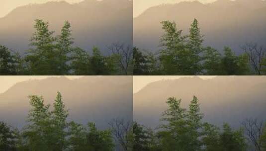 日落时的竹林高清在线视频素材下载