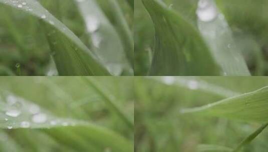 草叶上的露水高清在线视频素材下载