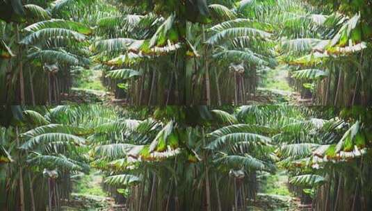 海南昌江热带水果香蕉种植园高清在线视频素材下载
