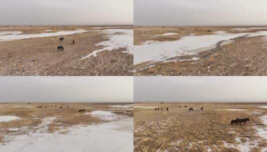 4k丝绸之路肃北草原冬季高清在线视频素材下载