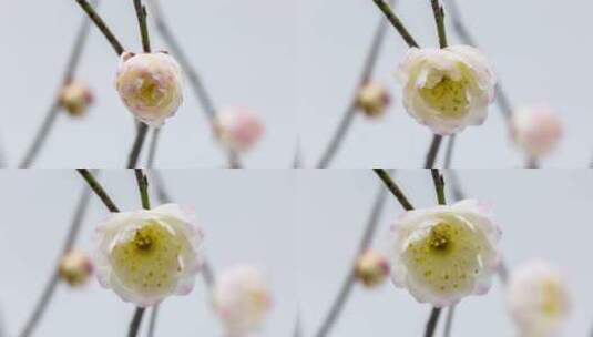 淡雅的梅花盛开花朵绽放特写延时高清在线视频素材下载