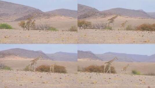一对长颈鹿悠闲自在进食高清在线视频素材下载