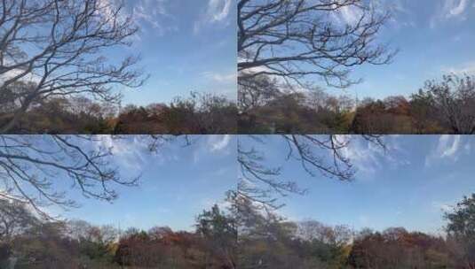 4k 日落下的园林树木树枝自然风光高清在线视频素材下载