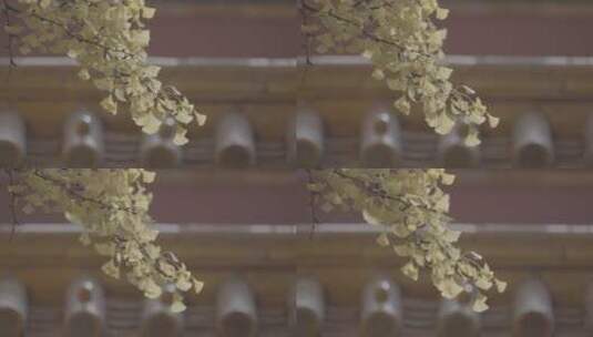 唯美故宫秋天空镜高清在线视频素材下载