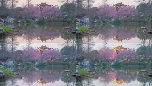 武汉东湖樱园粉色樱花与落日延时镜头高清在线视频素材下载