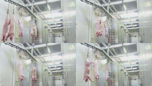 加工流水线生产线养殖猪肉生鲜高清在线视频素材下载