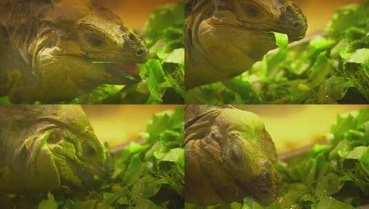 一只蜥蜴在吃蔬菜慢动作高清在线视频素材下载