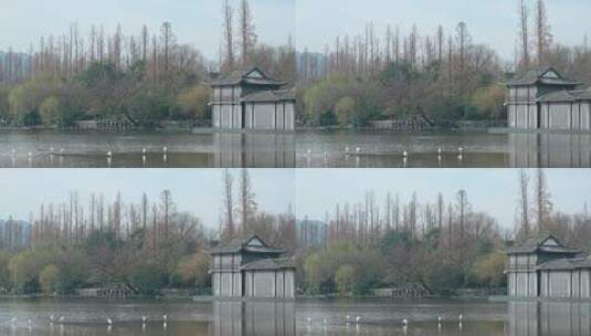 杭州西湖水面上的水鸟高清在线视频素材下载