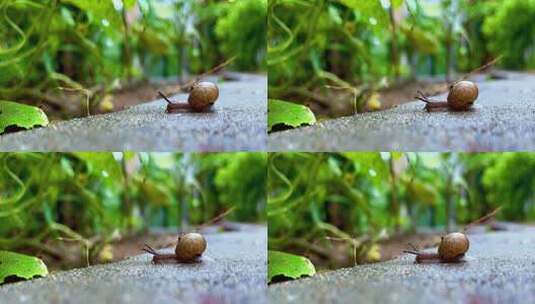 固定镜头下雨天的蜗牛向前爬行4K高清在线视频素材下载