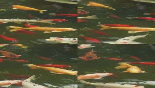 下雨池塘鲤鱼高清在线视频素材下载