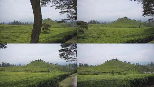 美丽的山景山丘的自然全景，和高大的绿树与绿茶种植园高清在线视频素材下载