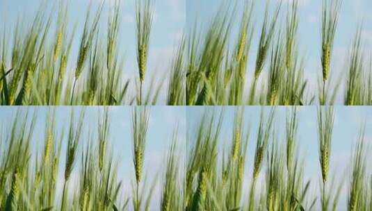 阳光下的小麦穗高清在线视频素材下载