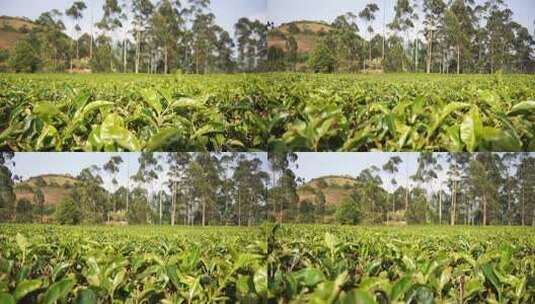 绿茶种植园高清在线视频素材下载