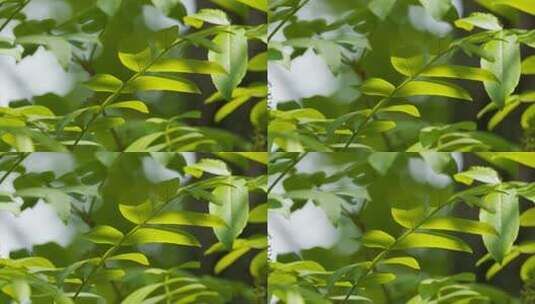 林间树叶实拍镜头高清在线视频素材下载