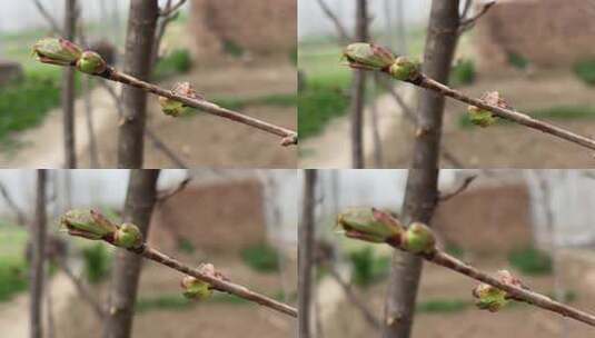 春天发芽的树枝特写高清在线视频素材下载
